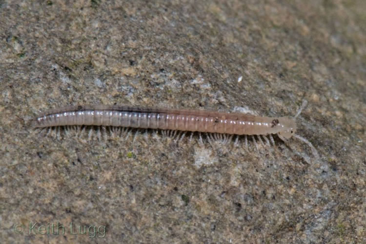 Представитель Семейства Brachychaeteumatidae